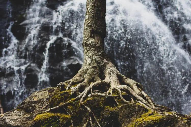 root canal myths - tree roots in front of a waterfall