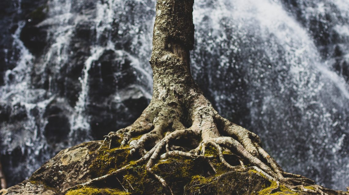 root canal myths - tree roots in front of a waterfall